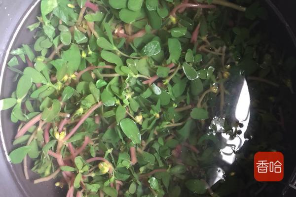 马齿苋怎么吃好吃又简单,马齿苋蒸菜馍怎样不发酸呢