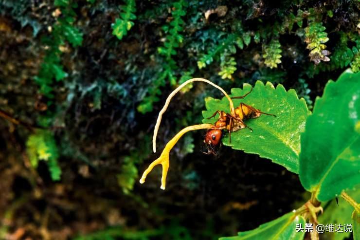 冬虫夏草是不是中医瑰宝,冬虫夏草的中医记载