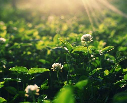 非常讨厌别人命令自己的星座,什么星座讨厌别人的命令
