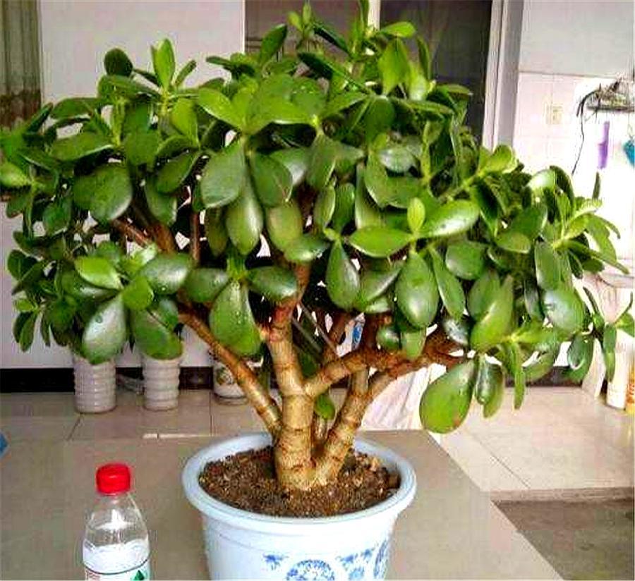 新移栽的玉树叶片打蔫怎么办,玉树叶片发蔫是怎么回事