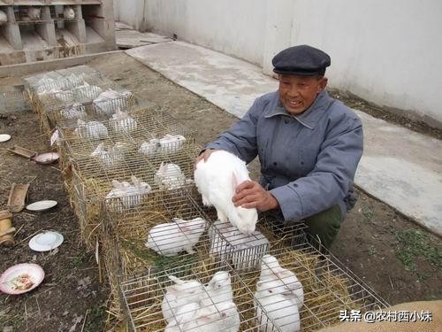 不同兔子要养多久才可以生崽,不同窝的兔子怎么放在一起养