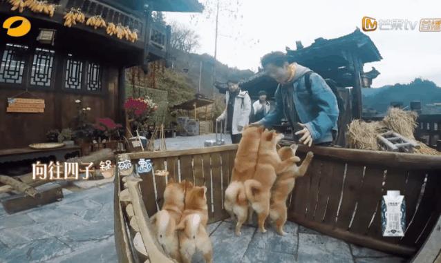 向往的生活锅碗瓢盆分别被谁养,向往的生活锅碗瓢盆4只狗