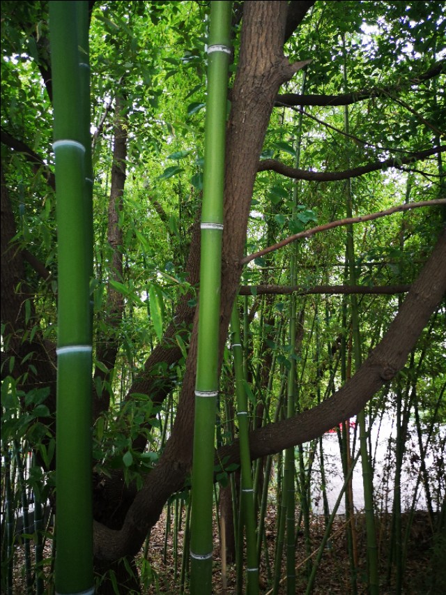 鎵ｉ粍槌濈殑鐪熷疄瑙嗛,鍦ㄥ閲屾墸榛勯碀