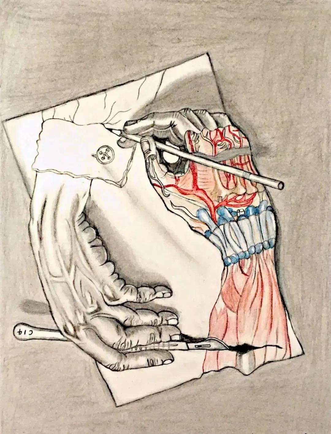 左手丹青，右手手术刀，985名校医学生笔记曝光！网友：这是学神级别的！