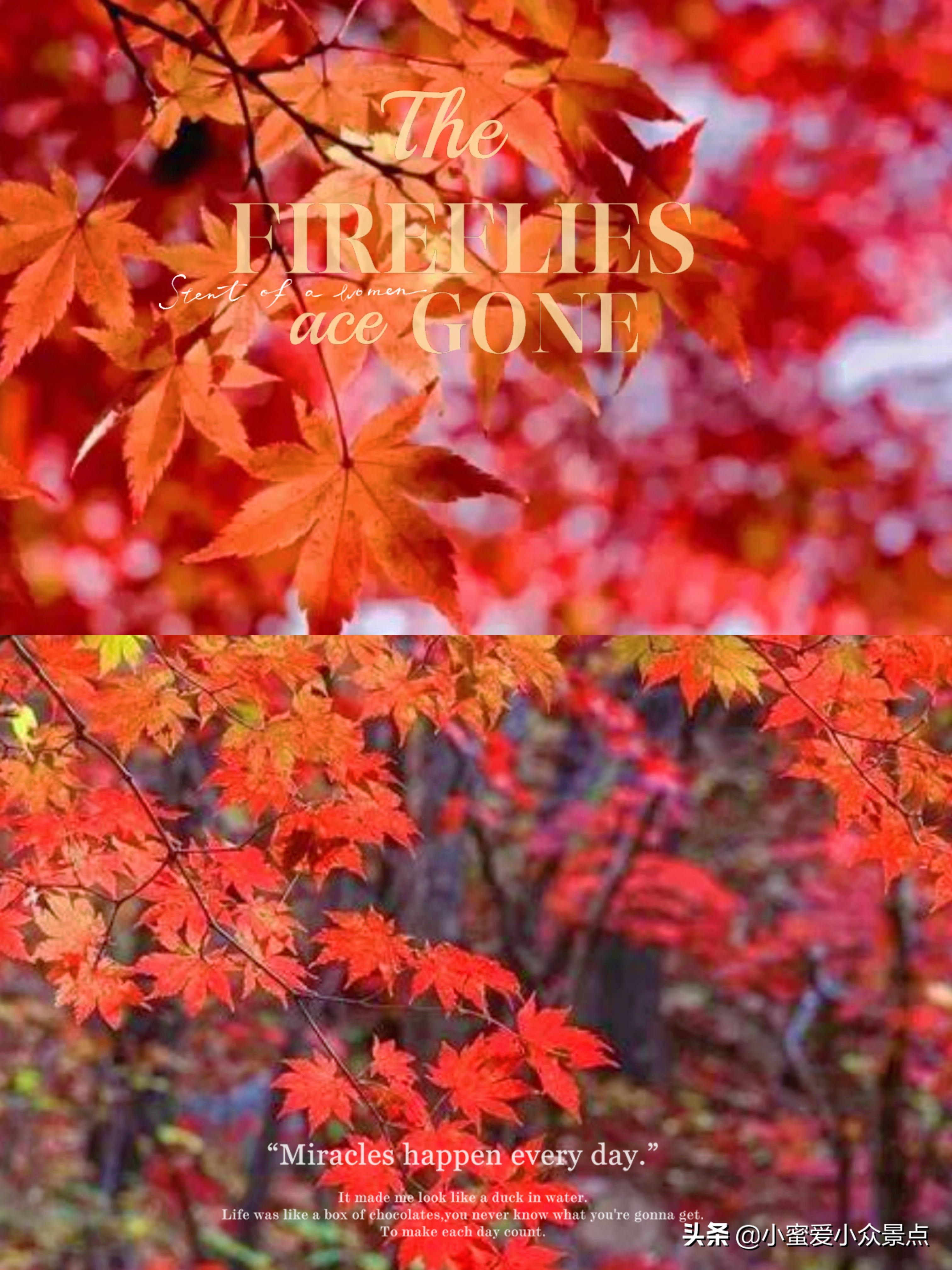 成都红枫岭周边旅游攻略,成都周边二日看红叶自驾游推荐