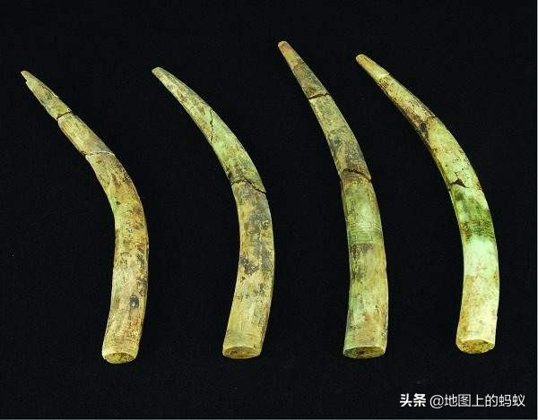 徐州最大象牙化石,亚洲象牙化石之王