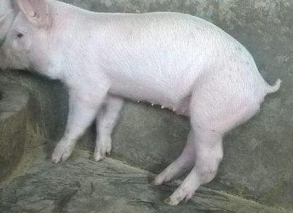 引起仔猪关节肿大的8个潜在因素以及治疗方法