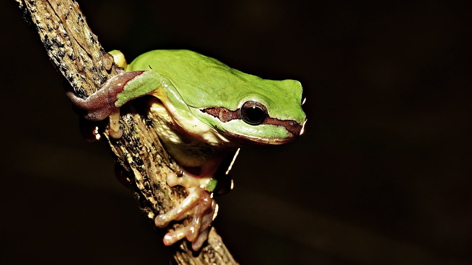 林蛙蝌蚪和蟾蜍蝌蚪能分辨出来吗,养殖林蛙蝌蚪技术视频教学大全