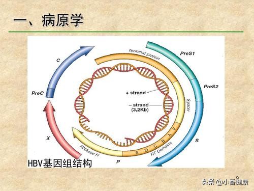 乙肝病毒体外存活时间,乙肝病毒体外存活周期