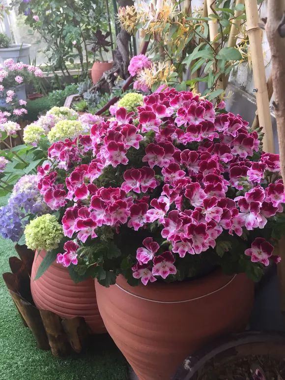 8种懒人花,爬墙爆花懒人月季