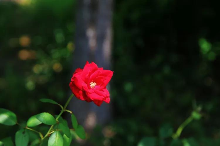 尼康入门单反,单反快速入门攻略