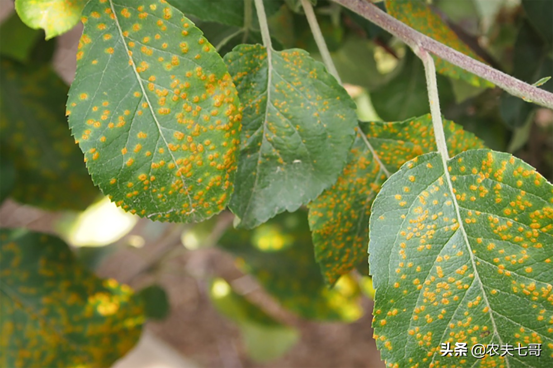 苹果斑点落叶病如何施药,苹果叶片黄了是怎么回事
