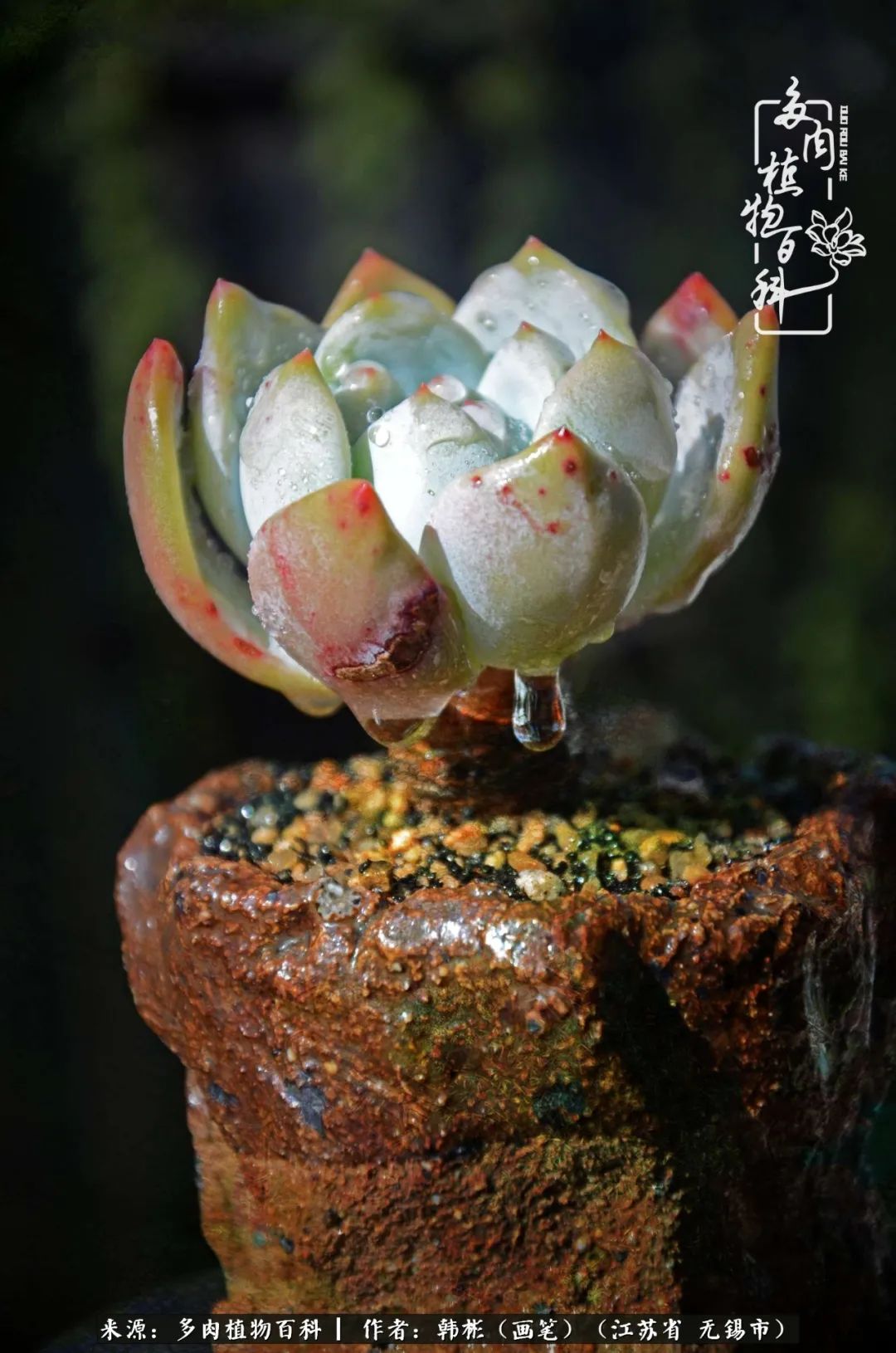 听音乐赏多肉,听音乐赏花赏美景