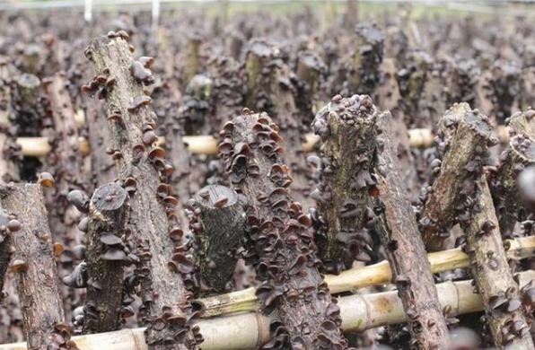 东北黑木耳大棚种植技术与管理,种植黑木耳大棚和地里哪个产量高