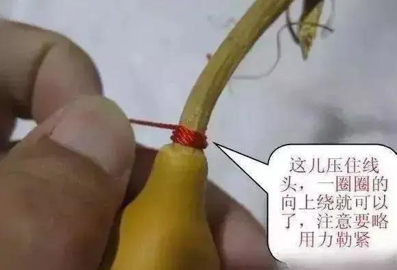 新葫芦龙头的处理方法,盘葫芦的龙头