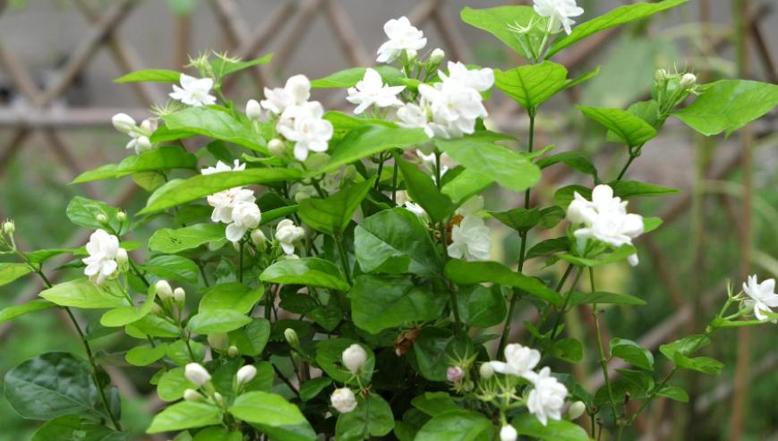 除了塑料花,还有这4种花,能够全年开花不断,只要条件达到即可