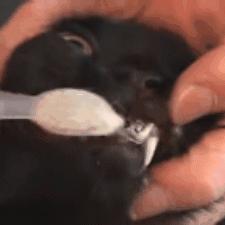 如何给猫咪选牙膏,如何给猫咪选择洁齿产品