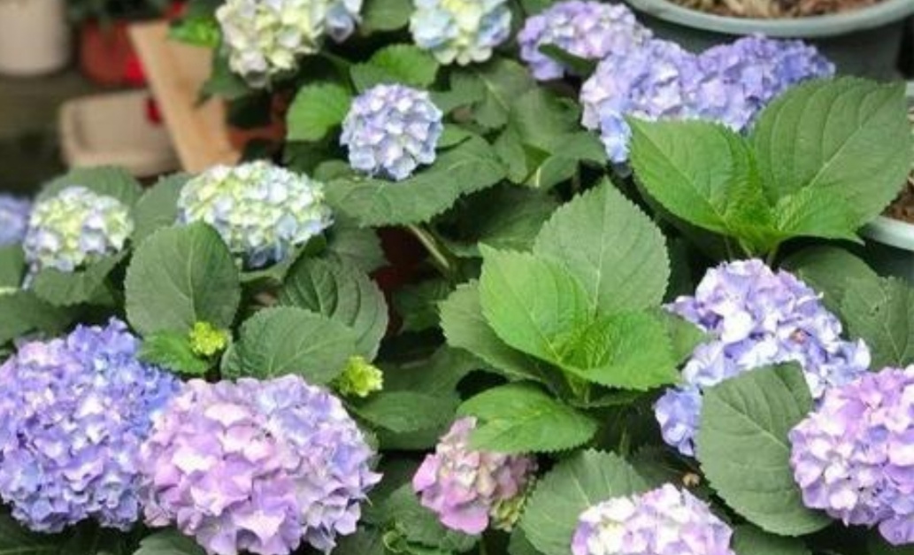 刚买的绣球无尽夏叶片发黄怎么办,绣球花苗叶子发黄枯萎是什么原因