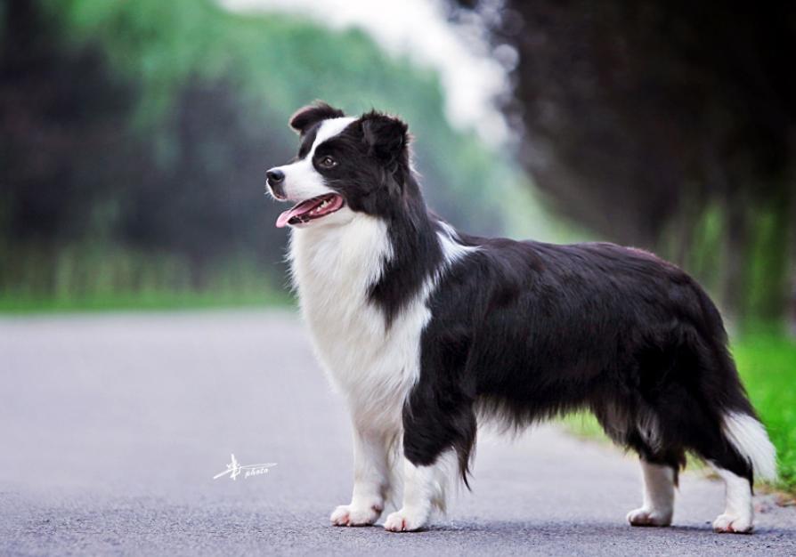 想养边牧但又怕掉毛怎么办,想养边牧不喂狗粮行吗