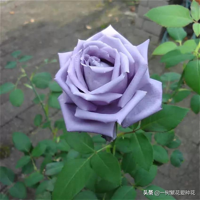 蓝紫青龙月季优缺点,天狼蓝紫月季