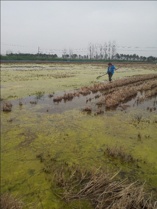小龙虾早晚不爬草上是好还是不好,小龙虾为什么频繁死亡