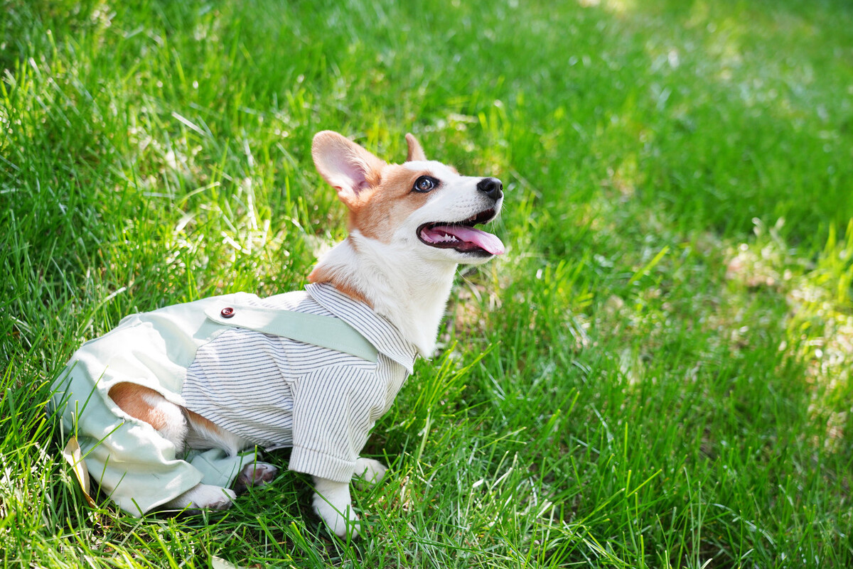 柯基犬的优点缺点有哪些,伊丽莎白女王的柯基犬怎么样了