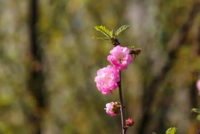 疫情过后一起来踏青吧,疫情过后一起去山花浪漫处