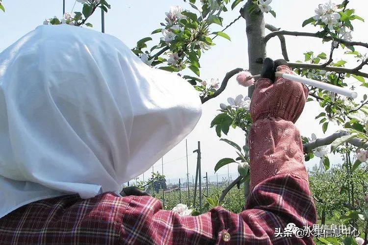 日本苹果种植现状,为什么日本苹果质量比中国的好