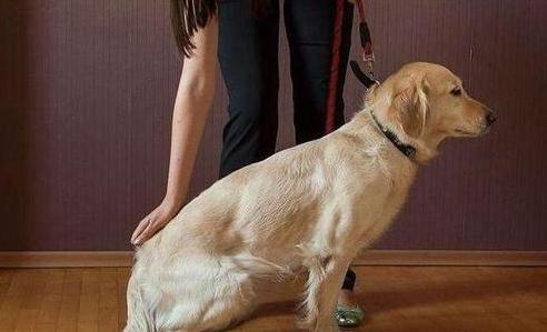 训狗边牧方法,戈赞的最后结局