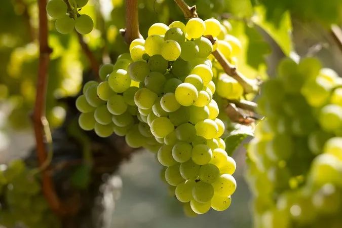 2019波尔多手册,中级应试指南课程讲解