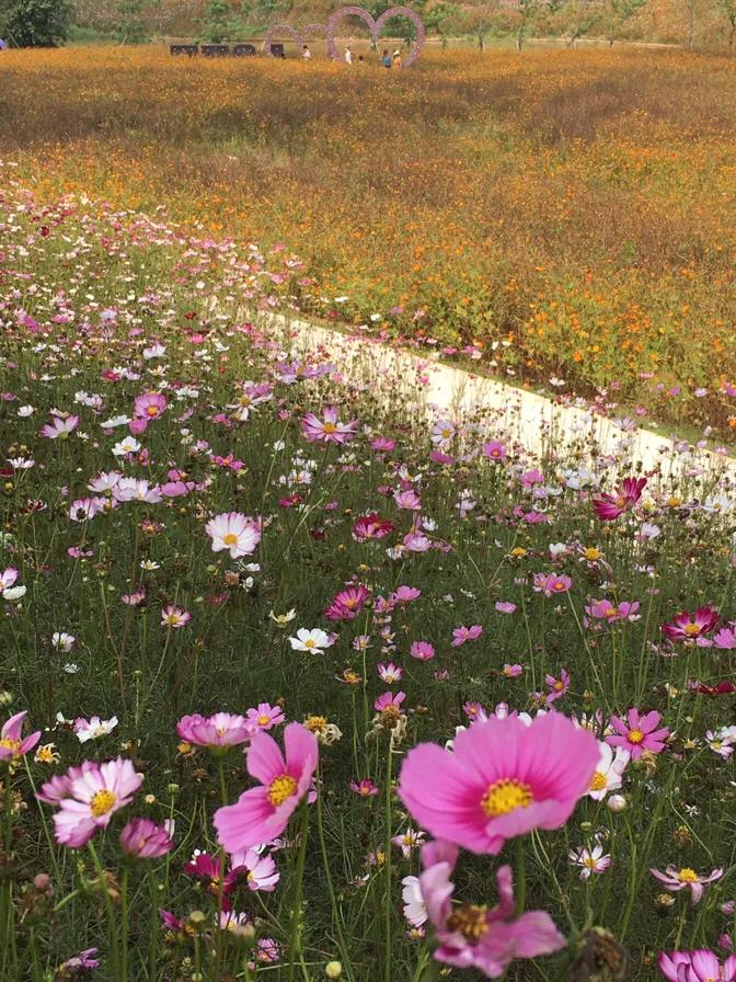 美林湖花海门票,美林花海