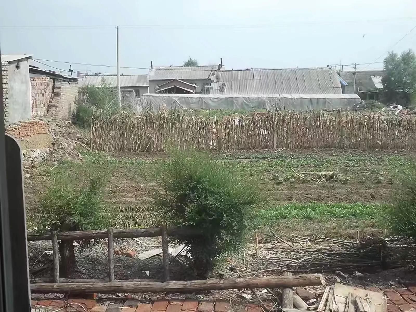 养了几只小鸡长大了怎么办,养了半个月的小鸡还为啥会死