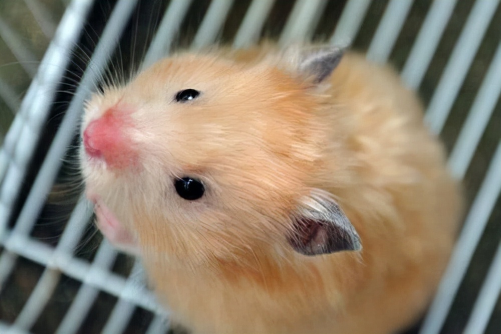 仓鼠抽搐无力侧身躺着怎么办,仓鼠闭着眼抽搐要多久才能好