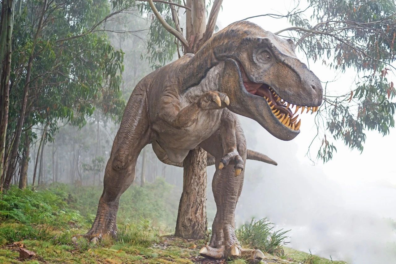 淡水河一霸！什么才算猪鼻龟的完美生活？