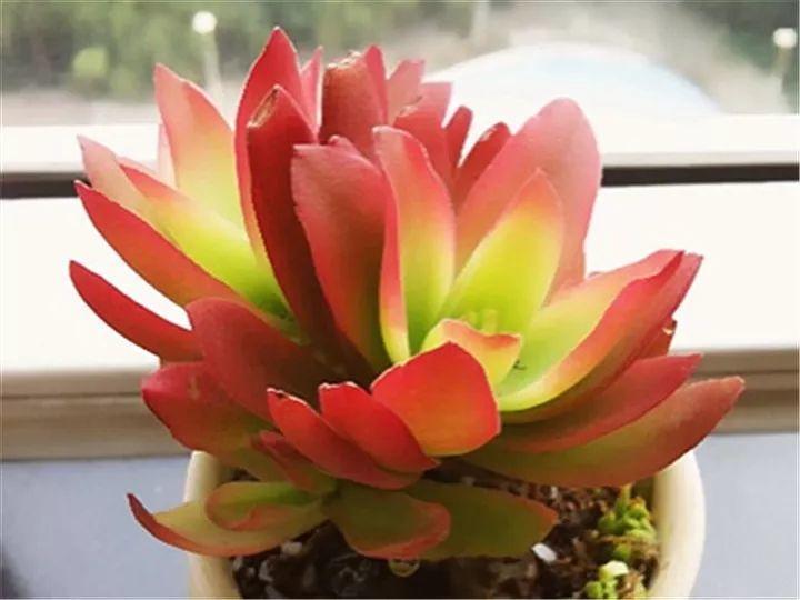 100种常见多肉的养法图片大全,60种好度夏的多肉植物