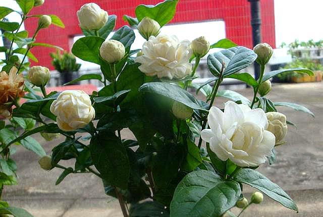 虎头茉莉几月份就不能修剪了,虎头茉莉怎么养才能爆盆