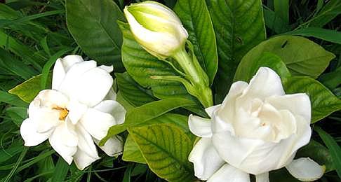 养栀子花用什么样的酸水,栀子花酸水过多会怎么样