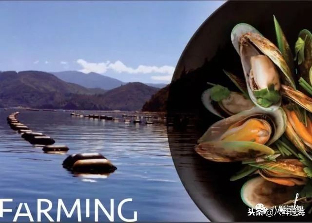 引入活青口贝、鲜帝王鲑,新西兰海产出口商的新生力量!