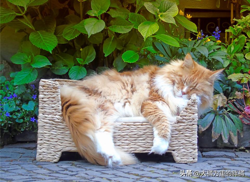 天冷了猫咪也要存肉御寒了,冬天猫咪怕冷吗该怎么给猫咪保暖