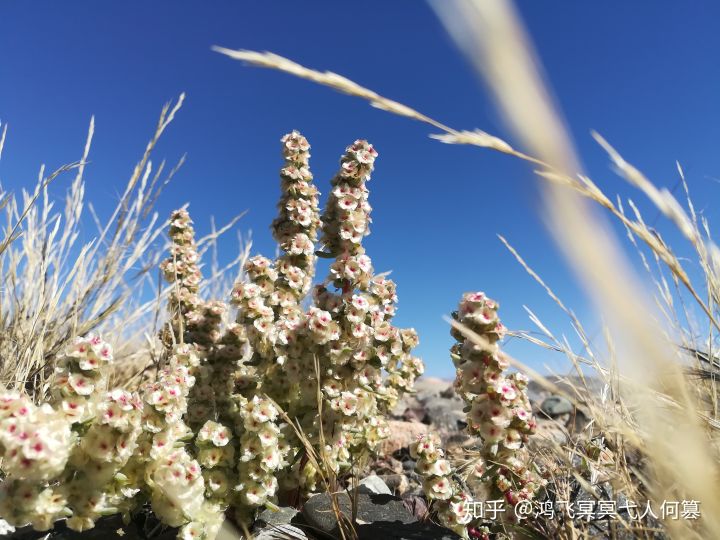 哈密戈壁之花图片,戈壁之花