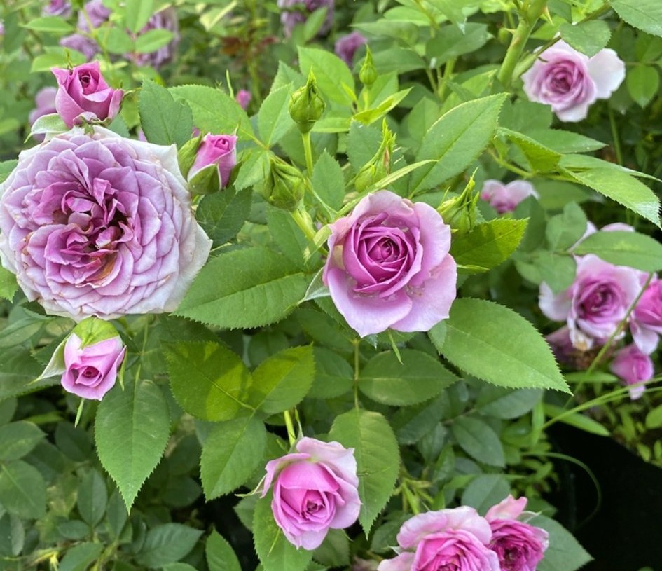 100种月季经典品种,100种经典月季品种