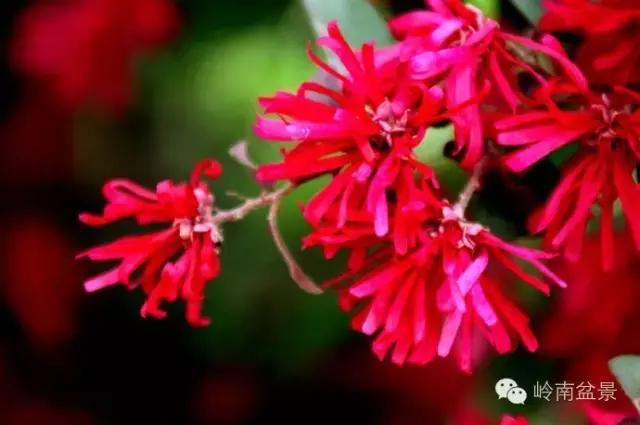 檵木小老桩盆景,檵木盆景图片大全