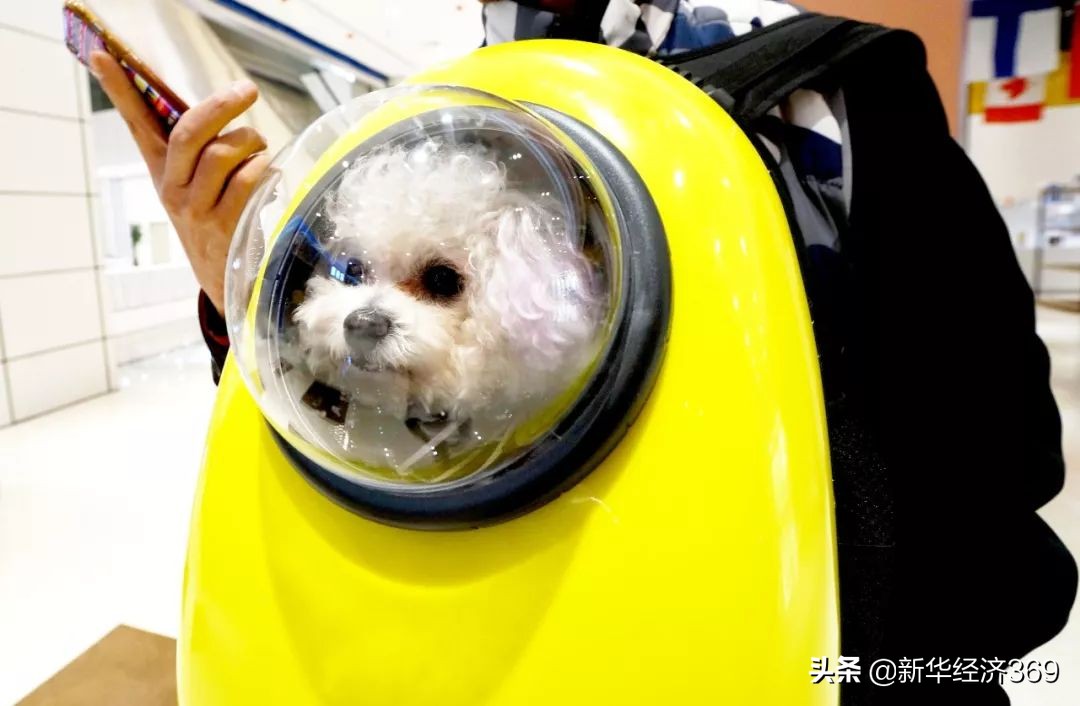 宠物店引爆门店的商业模式,宠物主题购物中心