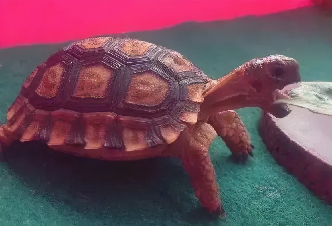 龟类大百科,大眼睛龟类