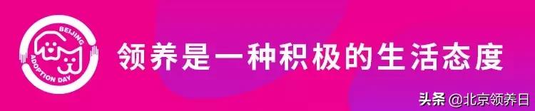 #领养代替购买#给它们一个家|线上宠物领养日,20190608加场