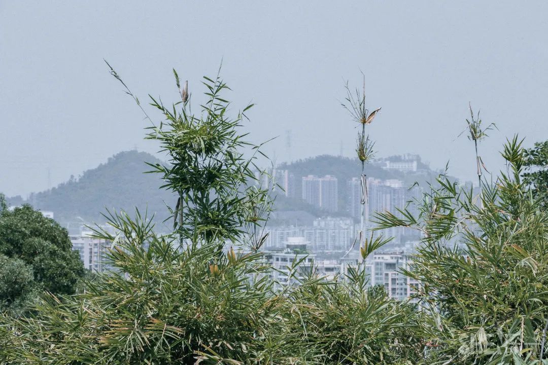 疫情期间免费开放的公园,疫情期间开放的公园有哪些