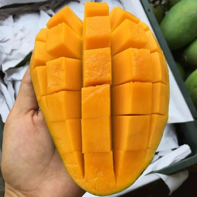越南大青芒芒果中的巨无霸,越南大青芒泰国酸脆青芒果