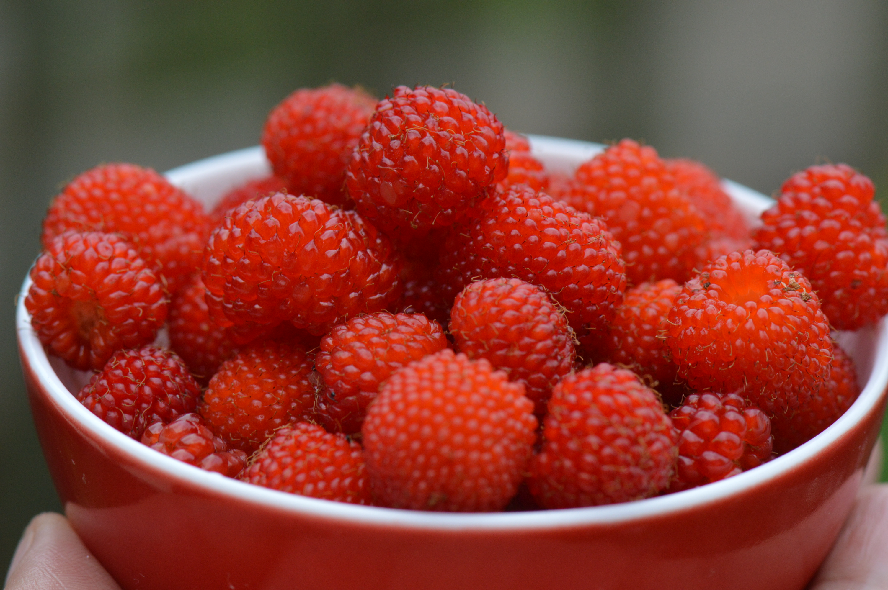 鲜果时光｜五月，覆盆子一熟，江南就甜了