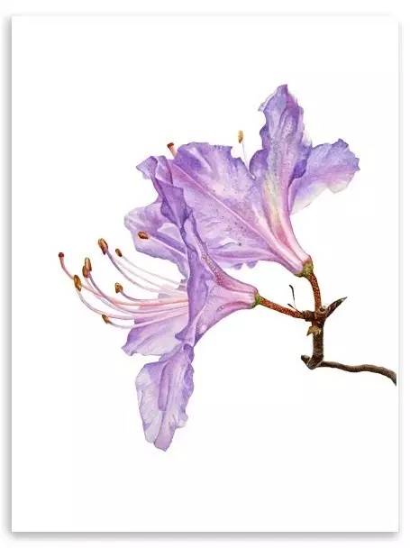 超写实绘画真实吗,超写实的植物绘画