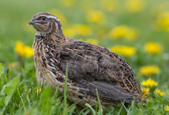 高温天气养殖风险大吗,夏天养鹌鹑需要注意什么